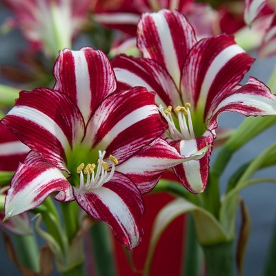Amaryllis Fragrant Variety Santiago Set of 1 Bulb - White/Red - Van Zyverden