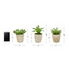 Faux Succulents - Assorted Lifelike Plastic Greenery Arrangements in Decorative Vases for Indoor by Nature Spring (Set of 3) - 4 of 4