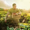 Gaia Herbs Turmeric Supreme Extra Strength - Helps Reduce Occasional Inflammation from Normal Wear & Tear - 4 of 4