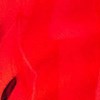 transparent red