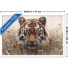 Trends International Reinders: Animals - Hunting Tiger In Grasses Framed Wall Poster Prints - 3 of 4