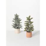 Sullivans 1' & 1' Potted Pine Artificial Tree 12"H & 12"H Green