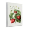 Stupell Industries Vintage Strawberries Study, 14" x 11" - 3 of 4