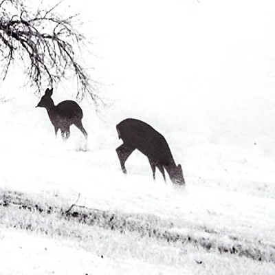 Winter's Morning Fog Black and White Framed Print