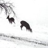 Yosemite Home Decor Winter?s Morning Fog IV - 2 of 4