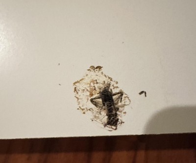 Guest review image 1 of 1, zoom in