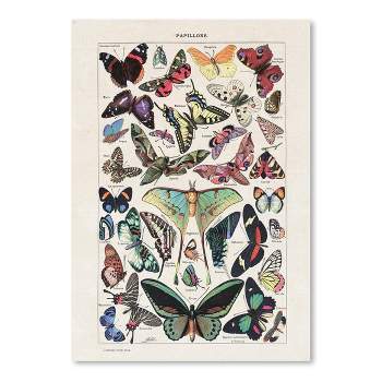 Americanflat Animal Educational Papillons Vintage Art Print By Samantha Ranlet Poster