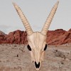 Skeleton Gazelle Head – 18" Halloween Skull Decoration - 2 of 3