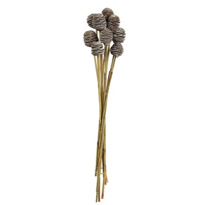 Vickerman Platy Cone attached to a Reed Stem, Dried