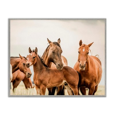 Stupell Industries Horse & Foals Photography, 14" x 11"