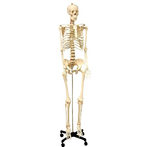 human skeleton model full size