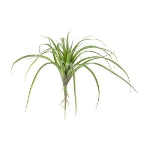 Large Artificial Air Plant 7.25"H Plastic & Wire Botanical Accent – Green Faux Succulent Decor (Set of 6) By Kalalou - 1 of 3