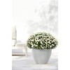 Ecopots Antwerp Durable Modern Round Indoor/Outdoor Recycled-Based Composite Flower Pot Planter - 4 of 4
