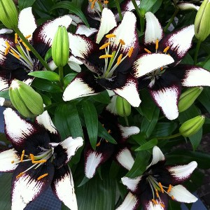 Van Zyverden 7ct Bulbs Lilies Asiatic Black Eye - 1 of 4