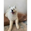 Big Barker 7" Orthopedic Dog Bed - Sofa Edition - 4 of 4