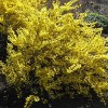 Forsythia Magical Gold 4" Potted Rocketliners - Van Zyverden - 2 of 4
