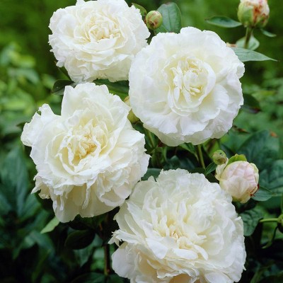 Set of 3 Roots Peonies Mother's Choice - Van Zyverden