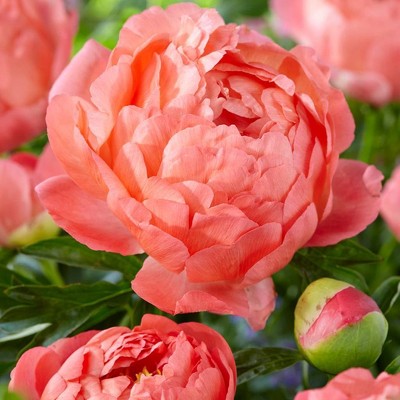 Set of 6 Roots Peonies 2019 Color of the Year Living Coral - Van Zyverden