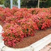 National Plant Network Outdoor Live Fire Power Nandina Plant - 1ct 1gal - 2 of 4