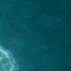 aqua palm tree