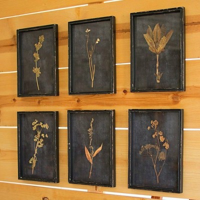 Botanical Prints Under Glass 14"H – Distressed Black Wood Frame Farmhouse Wall Decor (Set of 6) by Kalalou