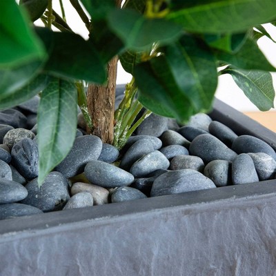 57-inch Green Bay Leaf Cone Topiary Tree in Gray Clay Planter