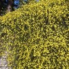 National Plant Network Live Outdoor Winter Jasmine Plant - 1ct 1gal - 3 of 4