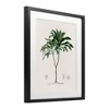 Stupell Industries Vintage Palm Study Framed Print Under Glass - 2 of 4