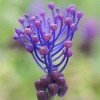 25ct Grape Hyacinths Comosum Bulbs - Van Zyverden - 2 of 4