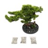 YIYIBYUS Desktop Artificial Bonsai Tree, Artificial Bonsai Pine Tree, Realistic Artificial Plant Decoration - 3 of 4