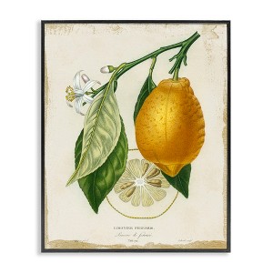 Stupell Industries Vintage French Lemon Branch Framed Giclee Art - 1 of 4