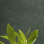 walnut color + white table legs