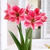 Van Zyverden Amaryllis Pink Gervase Flower Bulb - 2 of 4