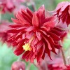 Van Zyverden 5ct Roots Aquilegia Columbine Ruby Port - 2 of 4