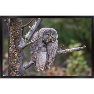 Trends International The Comedy Wildlife Photography Awards: John Blumenkamp - Monday Blahs Framed Wall Poster Prints - 1 of 4