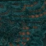 ponderosa pine