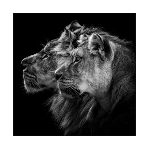 Trademark Fine Art -Laurent Lothare Dambreville 'Lion And Lioness Portrait' Canvas Art - 1 of 4