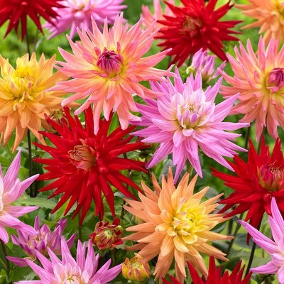 Van Zyverden Set of 7 Dahlias Karma Corona Mixture Bulbs