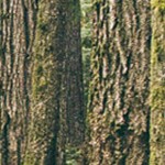 montalcino elm