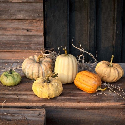 Park Hill Collection Miniature Pumpkins Collection