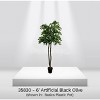 Cypress & Alabaster | Black Olive Tree In Growers Pot - 3 of 4