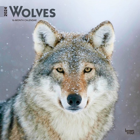 Browntrout 2024 Wall Calendar 12"x12" Wolves : Target