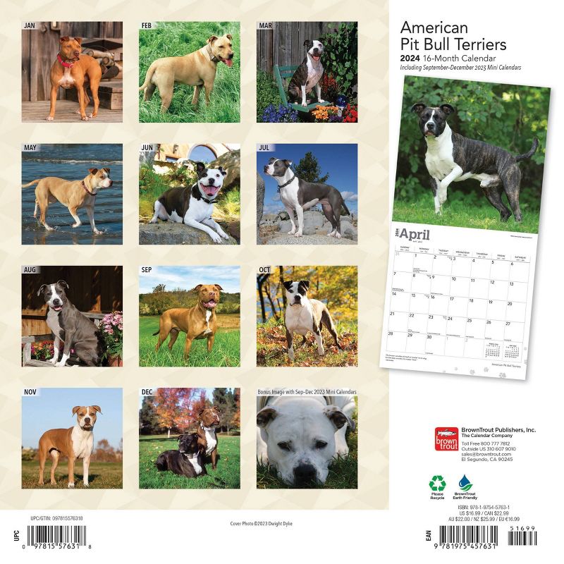 Browntrout 2024 Wall Calendar 12&#34;x12&#34; American Pit Bull Terriers, 2 of 5