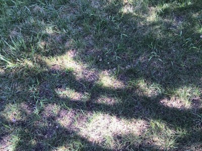 Scotts Turf Builder Rapid Grass Sun & Shade Mix - 5.6 Lb Seed & Fertilizer For Fast Lawn Growth