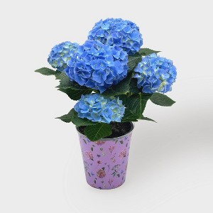5" Hydrangea - Good Little Garden™ - 1 of 4