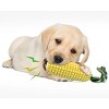 Dog teeth Chew Corn Stick Toy for Aggressive Chewers ,Squeaky Interactive Dog Toys - 4 of 4