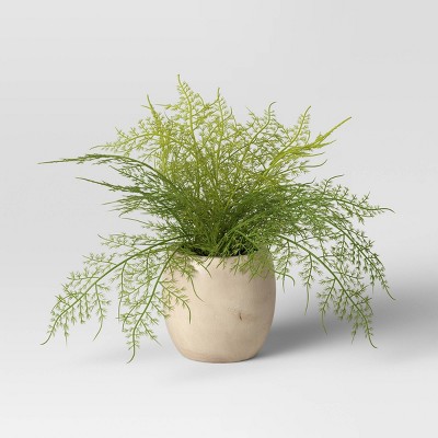 Photo 1 of 2 count - Sm Asparagus Fern - Threshold