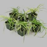 6pc Variegated Liriope - National Plant Network