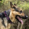 NHL Colorado Avalanche Collar - M - 2 of 4