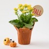 Live Pumpkin Spice Kalanchoe Plant - Good Little Garden™ - 2 of 4